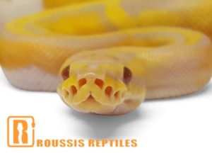 Candy Pied