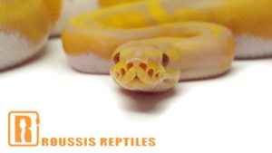 Candy Pied