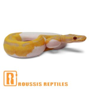 Candy Pied