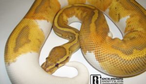 Caramel Pied