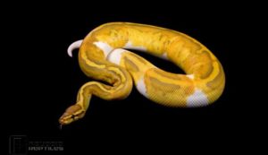 Caramel Pied