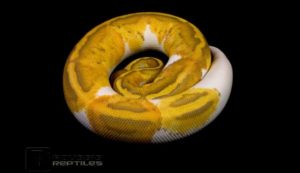 Caramel Pied