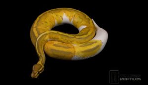 Caramel Pied