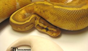 Caramel Pied