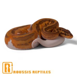 Caramel Pied