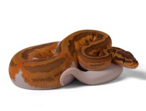 Caramel Pied