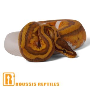 Caramel Pied