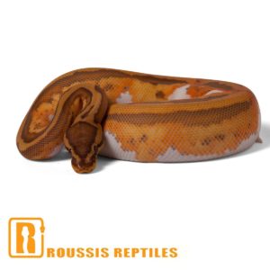 Caramel Pied