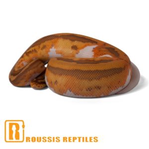 Caramel Pied