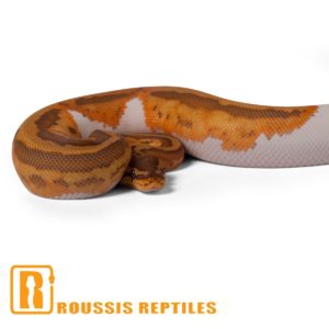 Caramel Pied