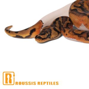 Clown Pied