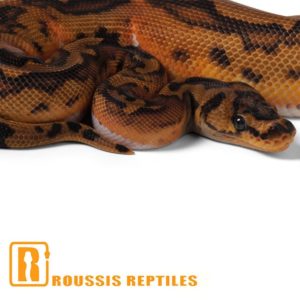 Clown Pied
