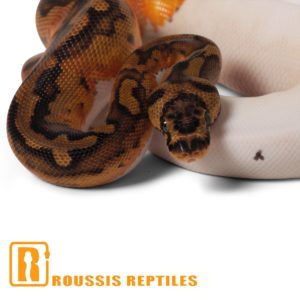 Clown Pied