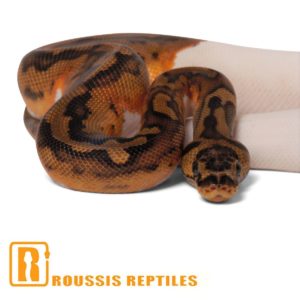 Clown Pied