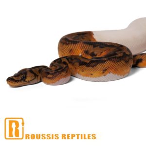 Clown Pied