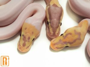 Banana Spied