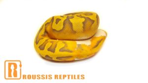 Enchi Ghost Pied