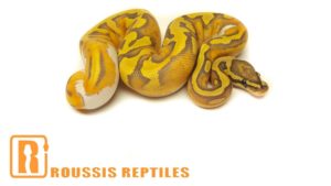 Enchi Ghost Pied