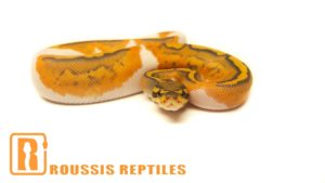 Ghost Pied