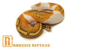 Ghost Pied