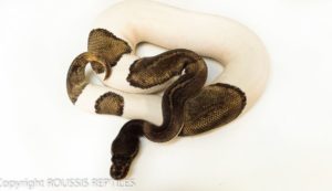 Leopard Mojave Pied