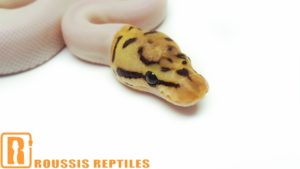 Spider Pied