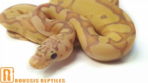 Pastel Coral Glow Clown
