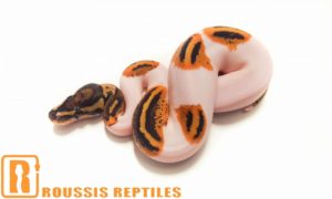Yellow Belly Pied