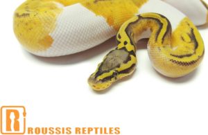 Pastel Ghost Pied