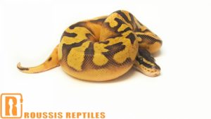 Pastel Enchi Pied