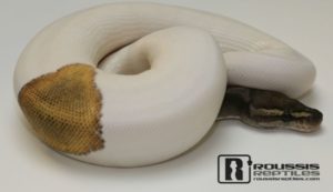 Mojave Pied