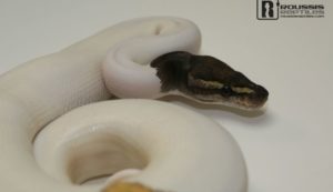 Mojave Pied