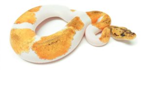 Pastel Clown Pied