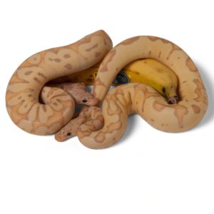 Pastel Banana Clown