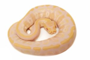 Mojave Albino