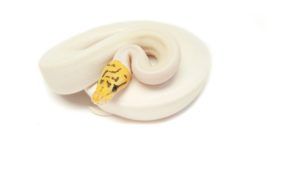 Killer Bee Pied