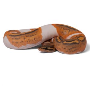 Ghost Pied