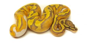 Enchi Ghost Pied