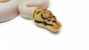 Spider Pied