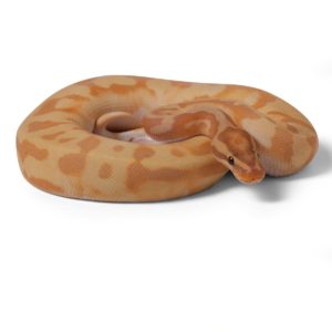 Enchi Banana Pied
