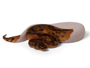 Clown Pied
