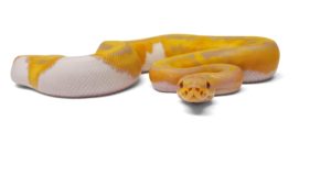 Candy Pied
