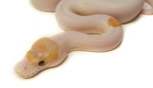Banana Pinto Pied