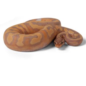 Banana Pied