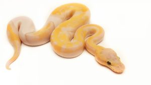 Banana Lemon Blast Pied