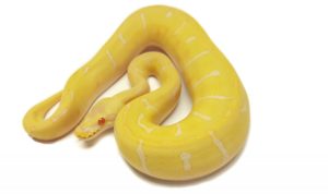 Albino Spider