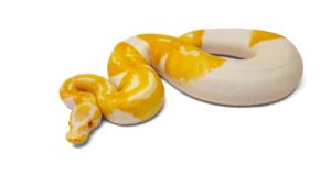 Albino Pied