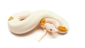 Whitehead Pied