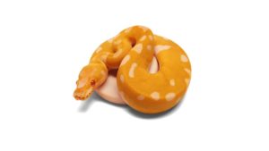 Albino Clown Pied