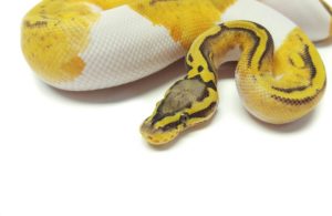 Pastel Ghost Pied